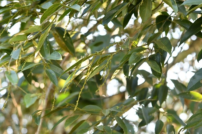 Abuta chiapasensis photo 3