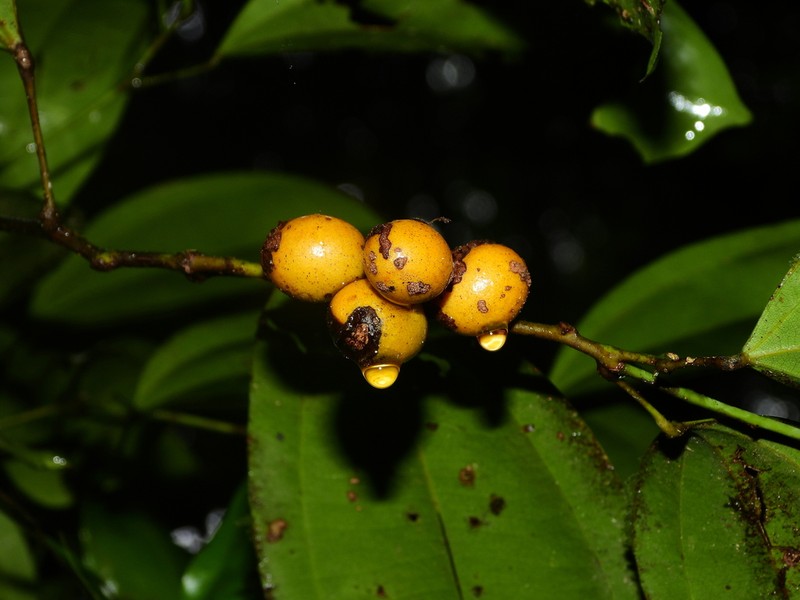 Abuta grandifolia photo 2