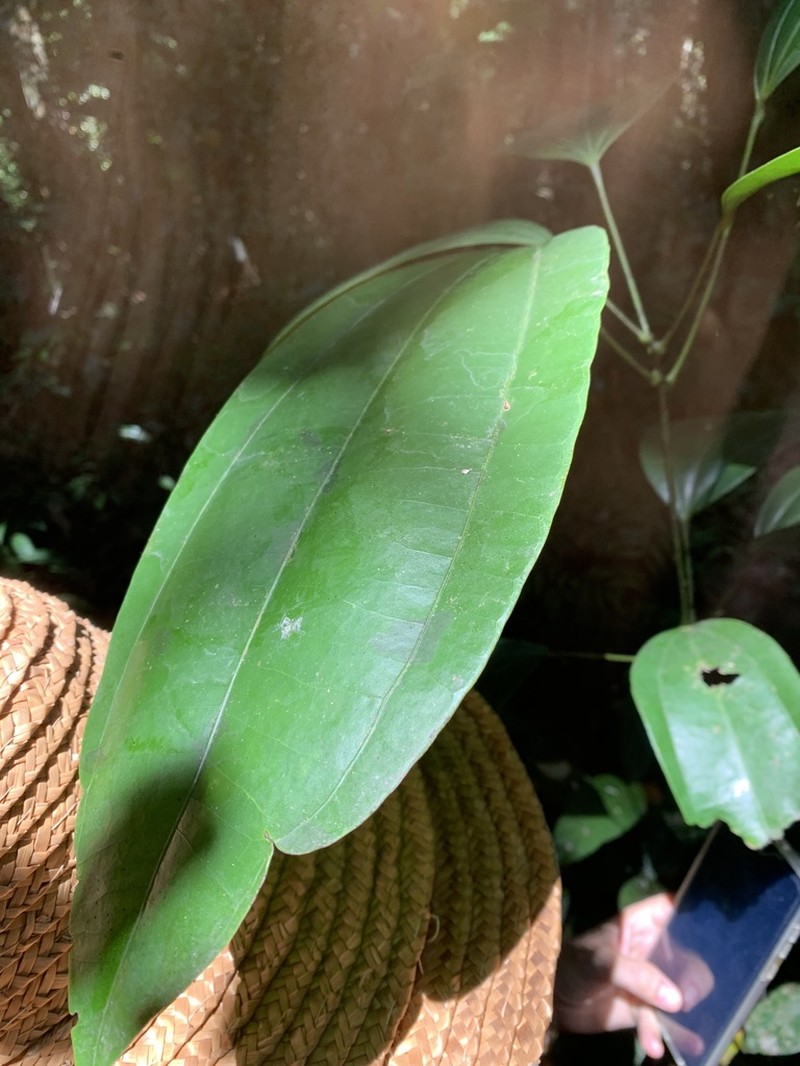 Abuta grandifolia photo 3