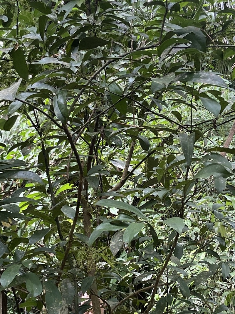 Abuta grandifolia photo 4