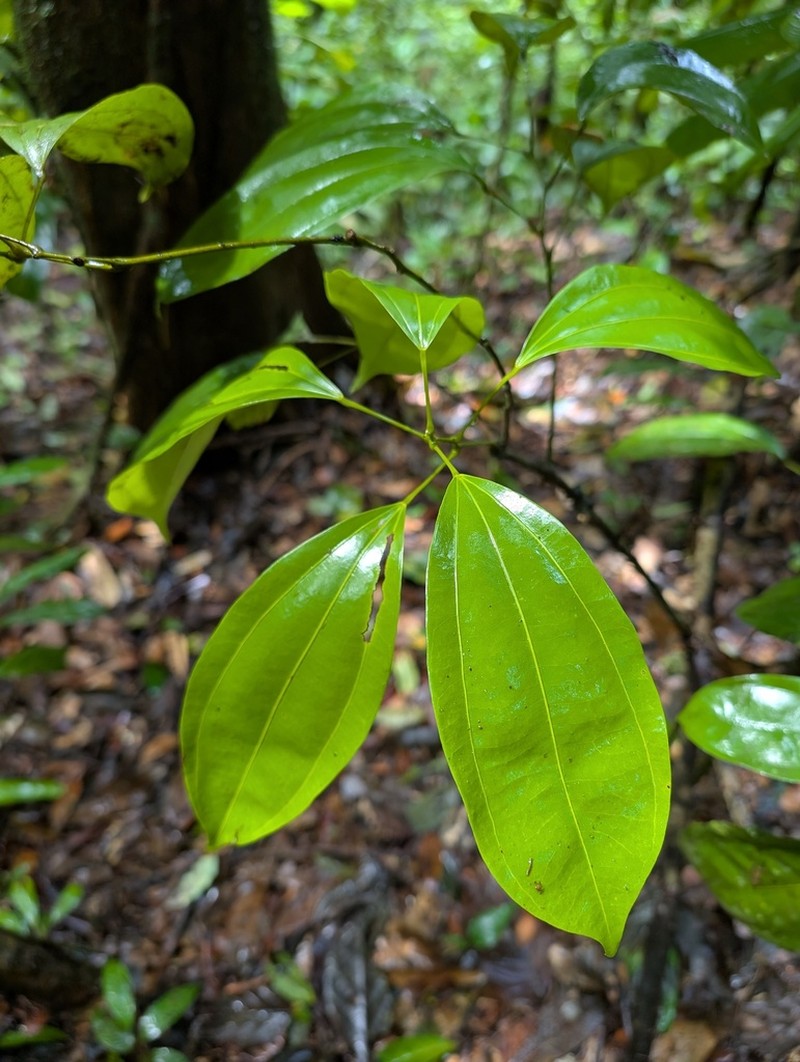 Abuta grandifolia photo 5