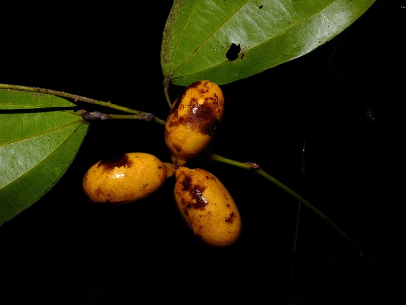 Abuta grandifolia photo 6
