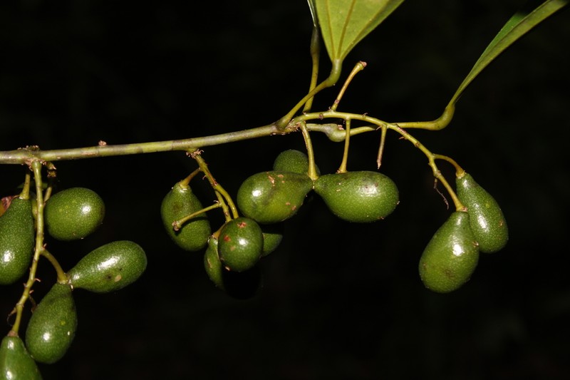 Abuta grandifolia photo 7