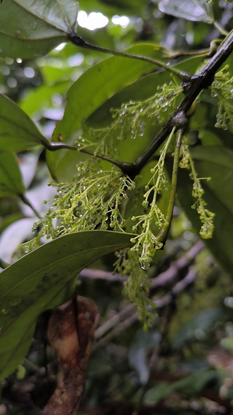 Abuta grandifolia photo 8