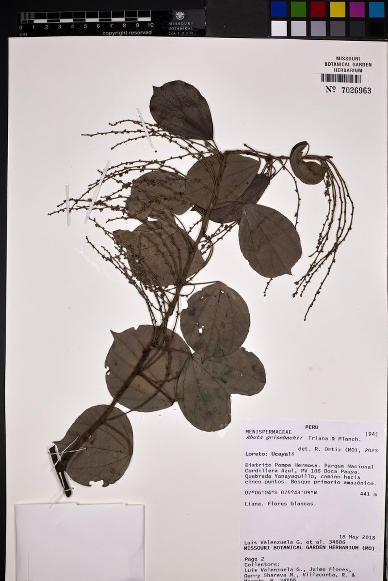 Abuta grisebachii photo 2