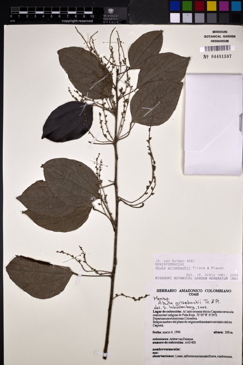 Abuta grisebachii photo 4