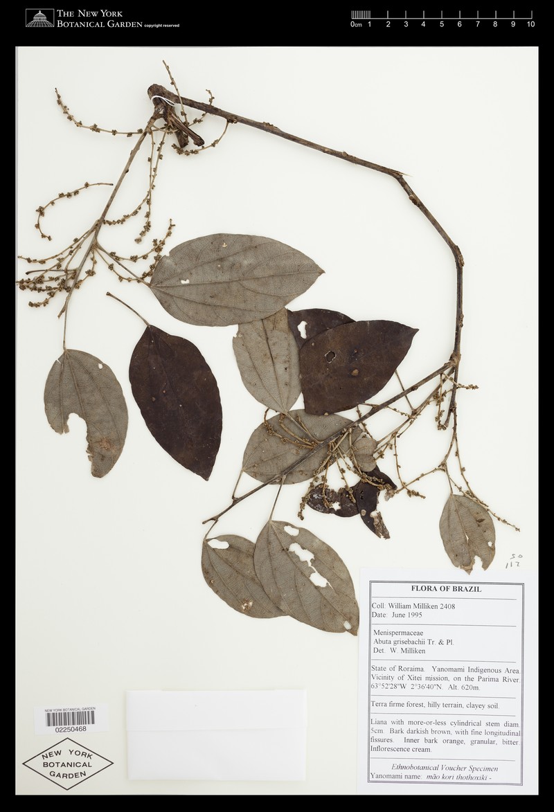 Abuta grisebachii photo 6