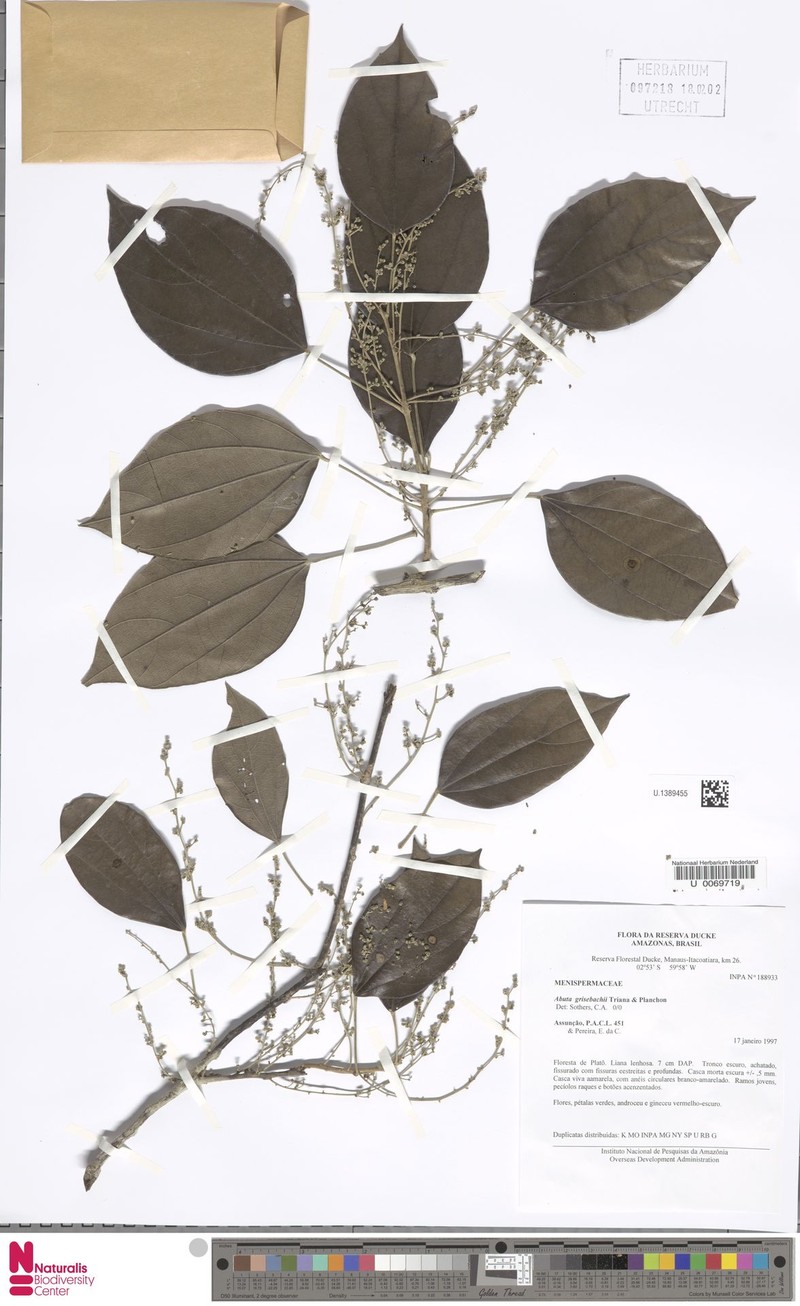 Abuta grisebachii photo 7