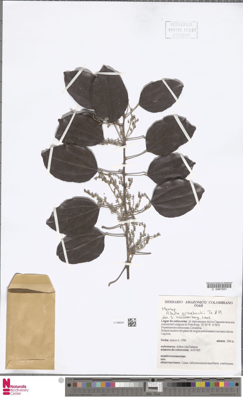 Abuta grisebachii photo 8