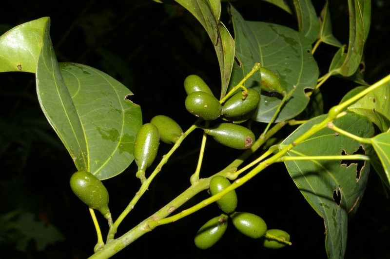 Abuta imene photo 4