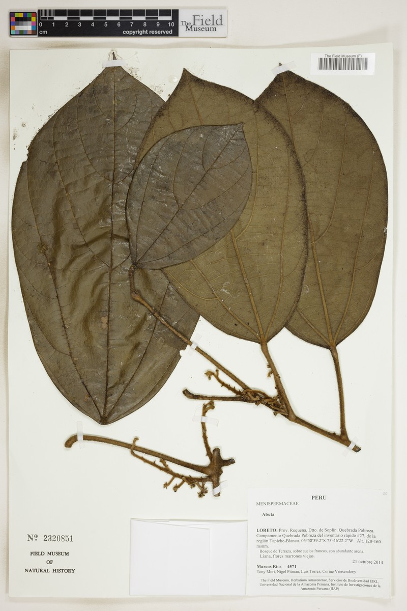 Abuta mycetandra