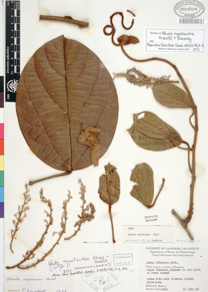 Abuta mycetandra photo 2