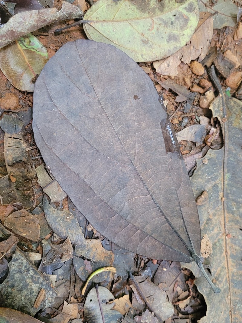 Abuta obovata photo 2