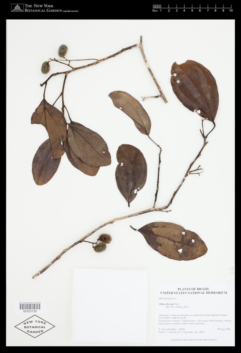 Abuta obovata photo 3