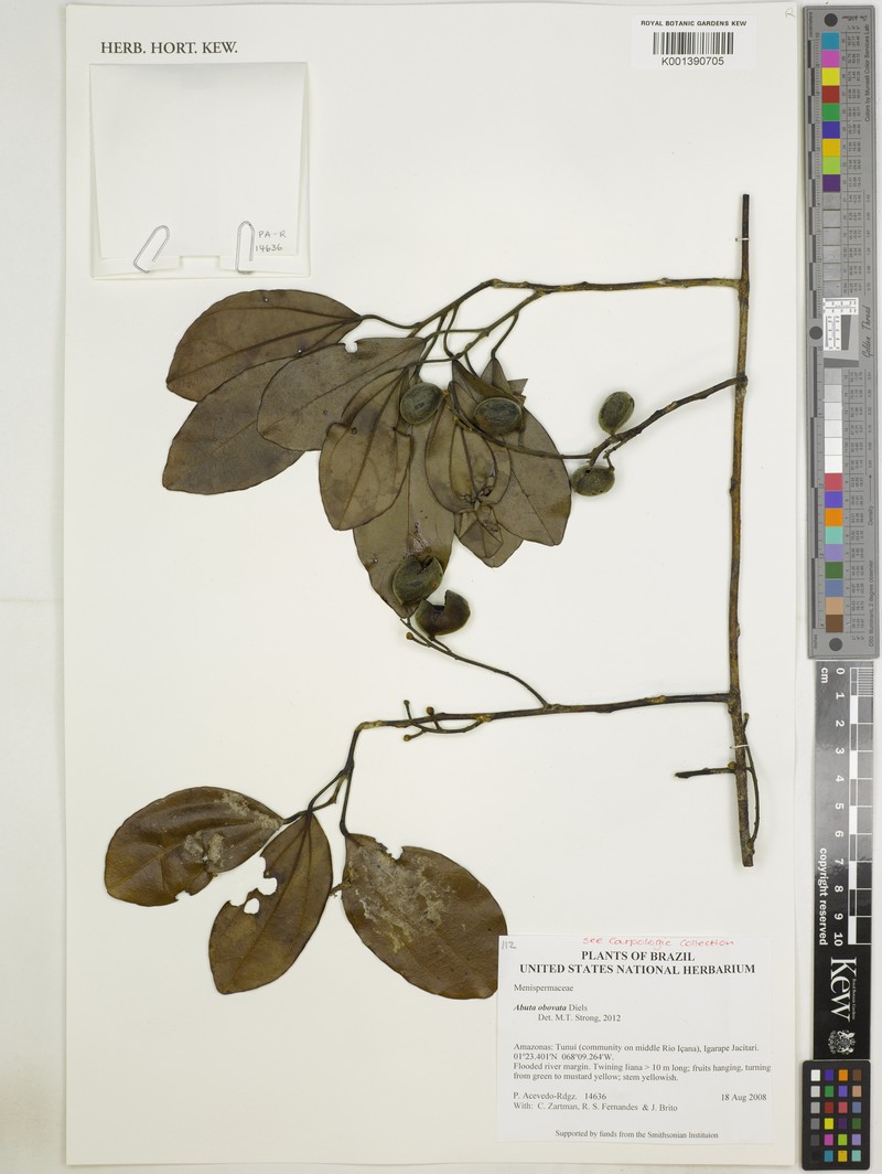 Abuta obovata photo 4