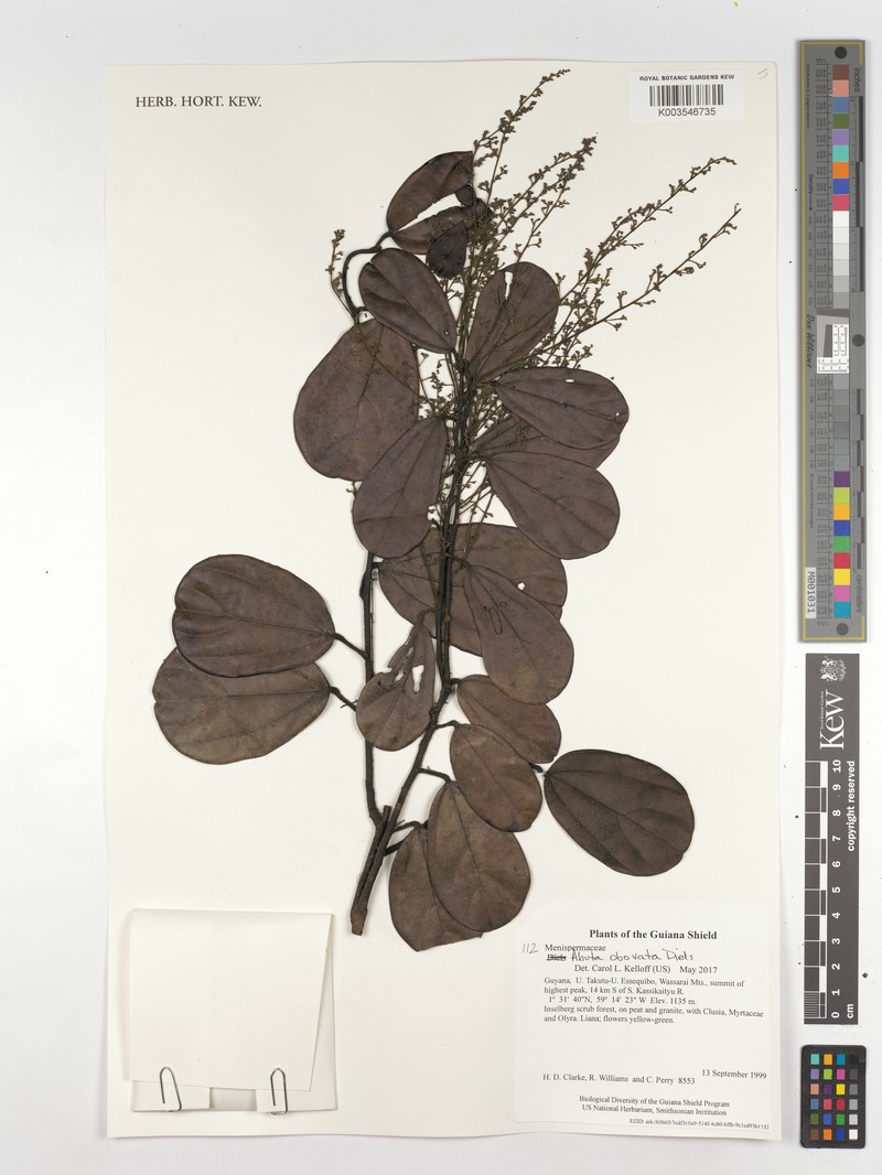 Abuta obovata photo 5