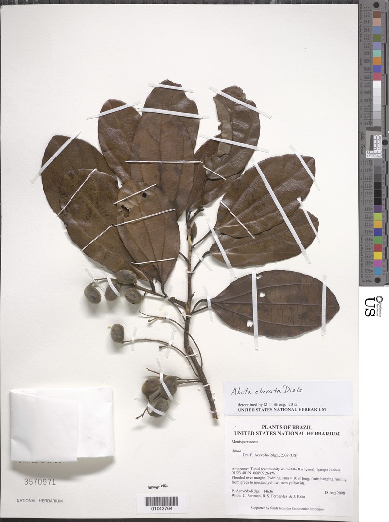 Abuta obovata photo 6