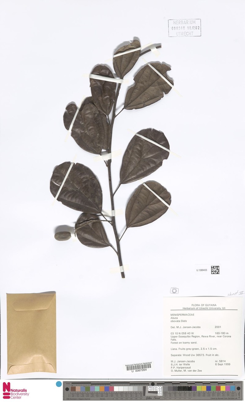 Abuta obovata photo 8