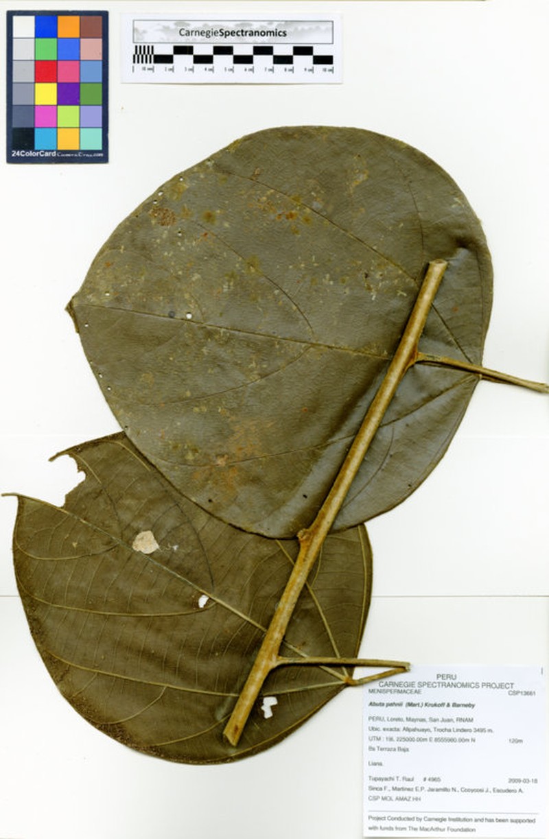 Abuta pahni photo 2