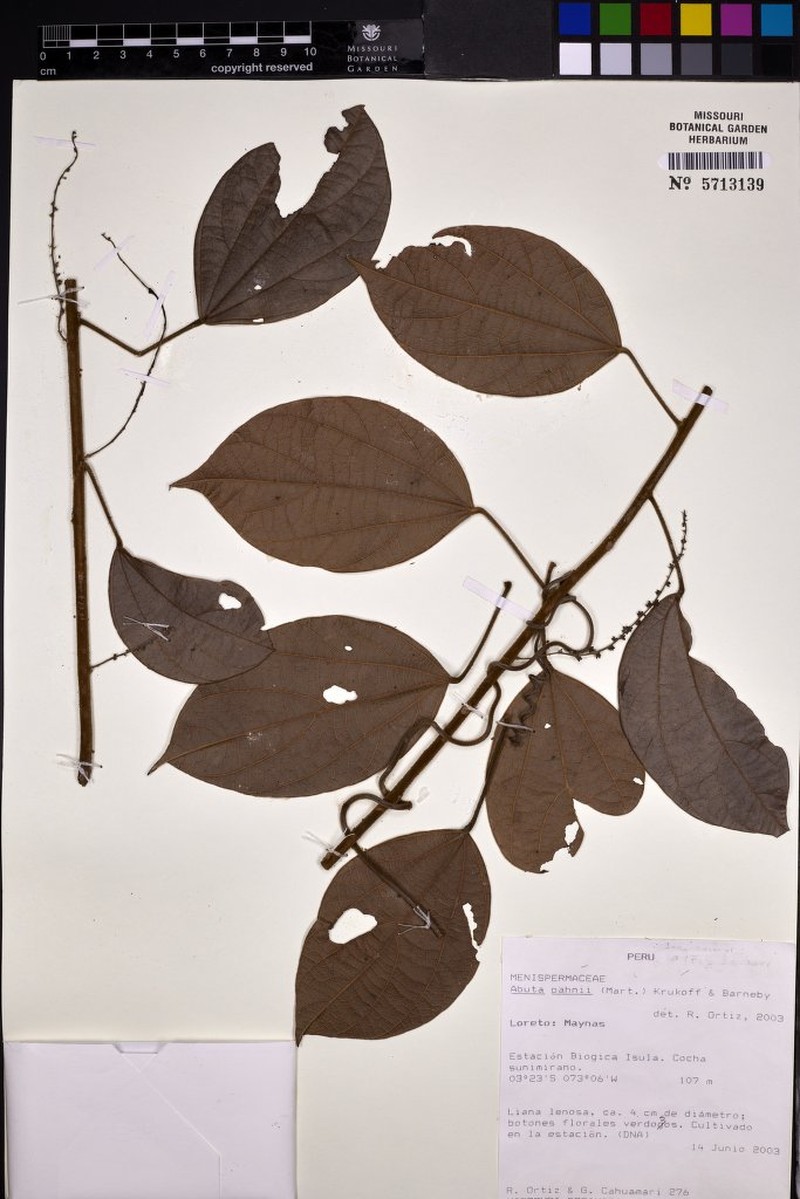 Abuta pahni photo 6