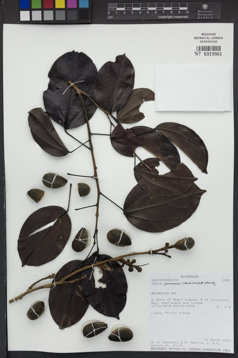 Abuta panamensis