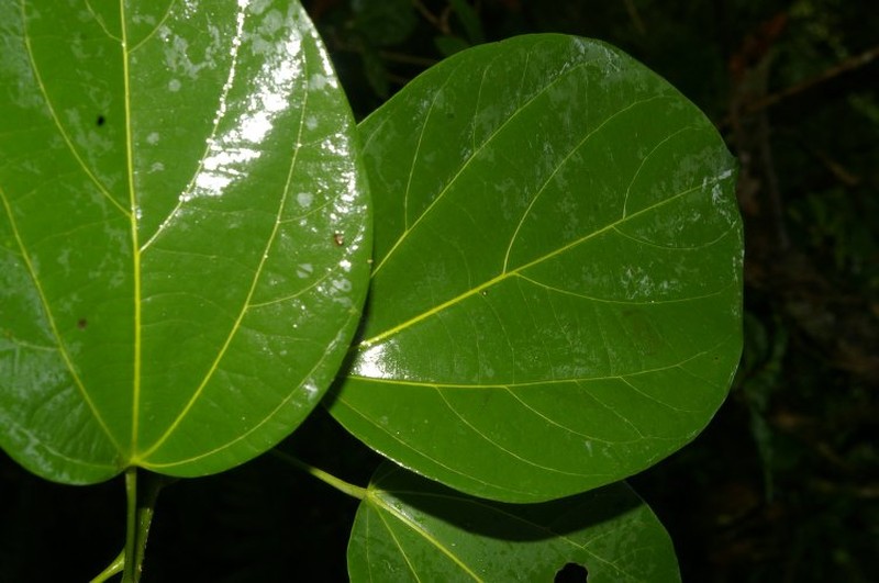 Abuta panamensis photo 4