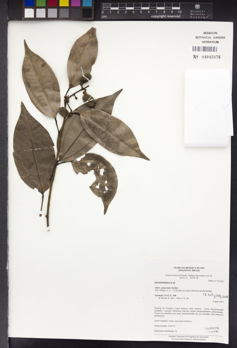 Abuta panurensis photo 2