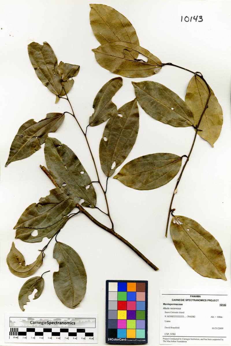 Abuta racemosa