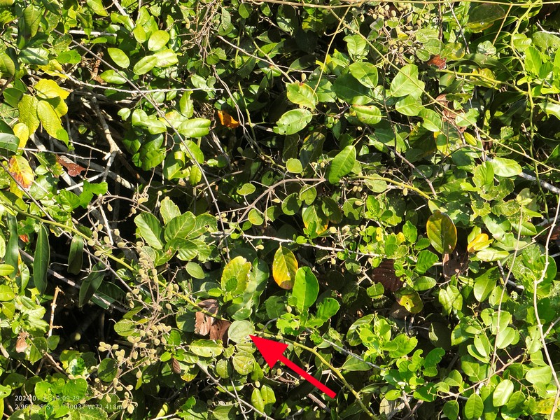 Abuta rufescens