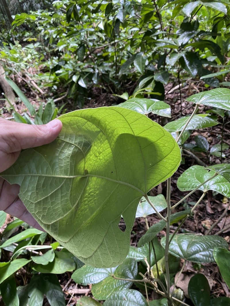 Abuta rufescens photo 2