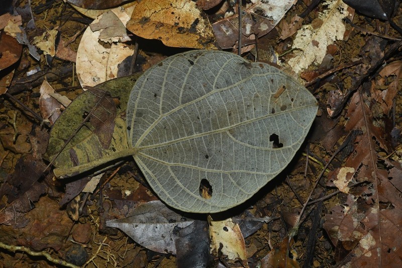 Abuta rufescens photo 3