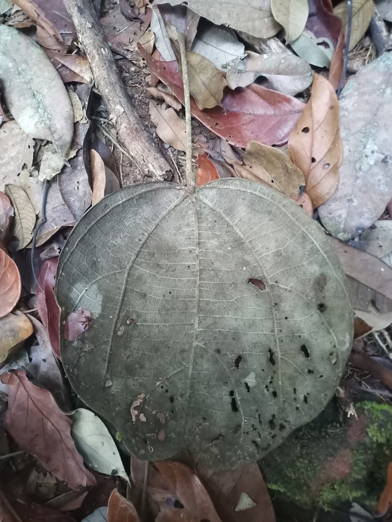 Abuta rufescens photo 4