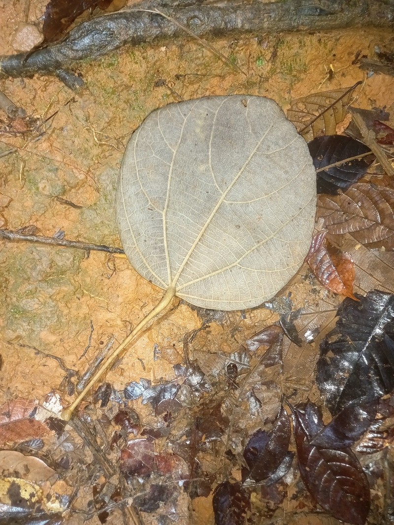 Abuta rufescens photo 5