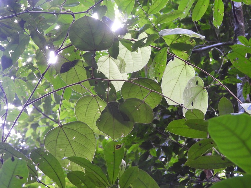 Abuta rufescens photo 6