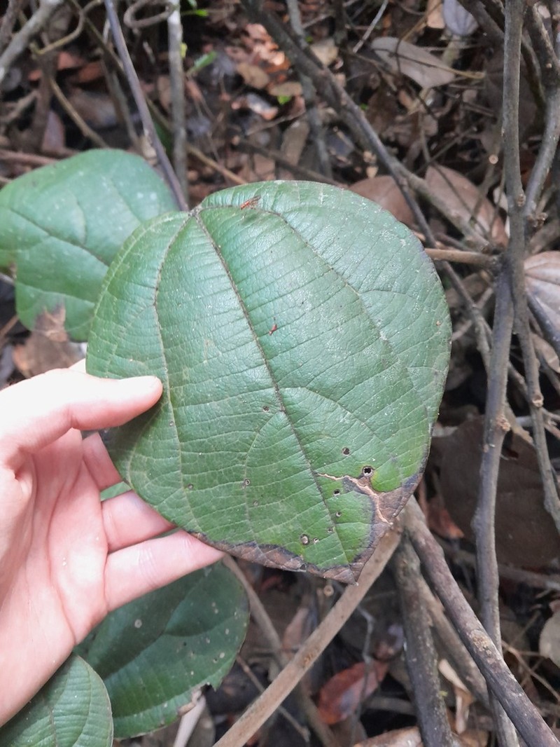 Abuta rufescens photo 7