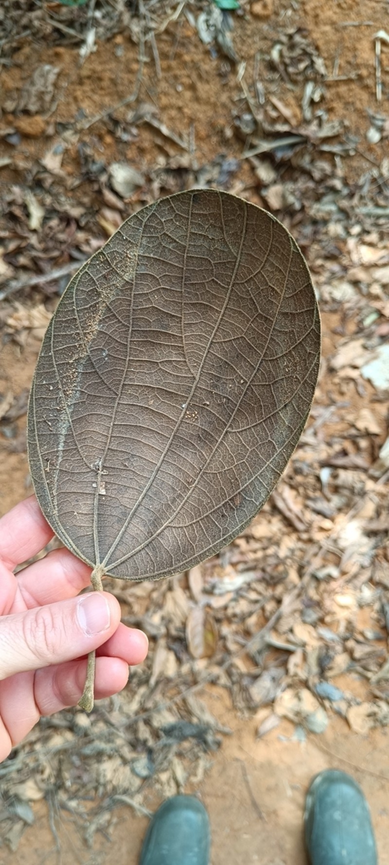 Abuta rufescens photo 8