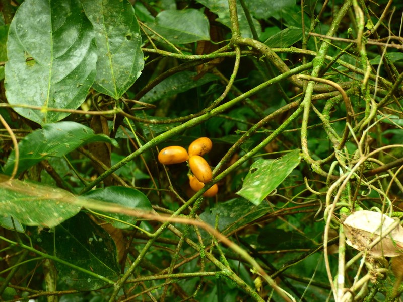 Abuta selloana