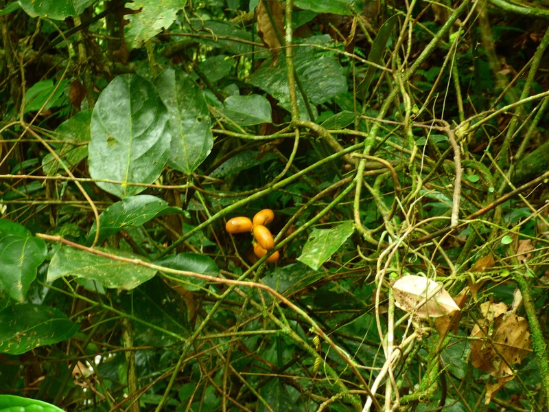 Abuta selloana photo 2
