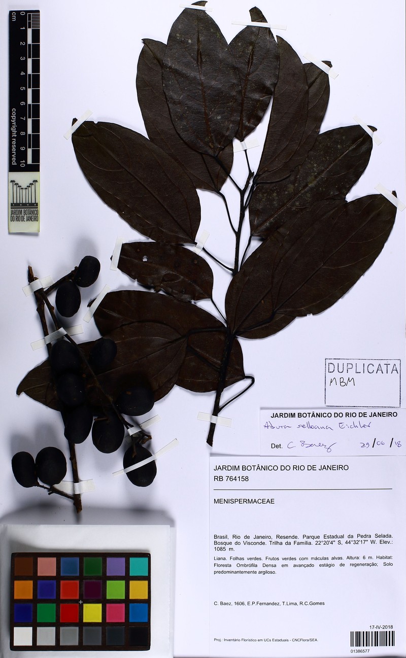 Abuta selloana photo 4