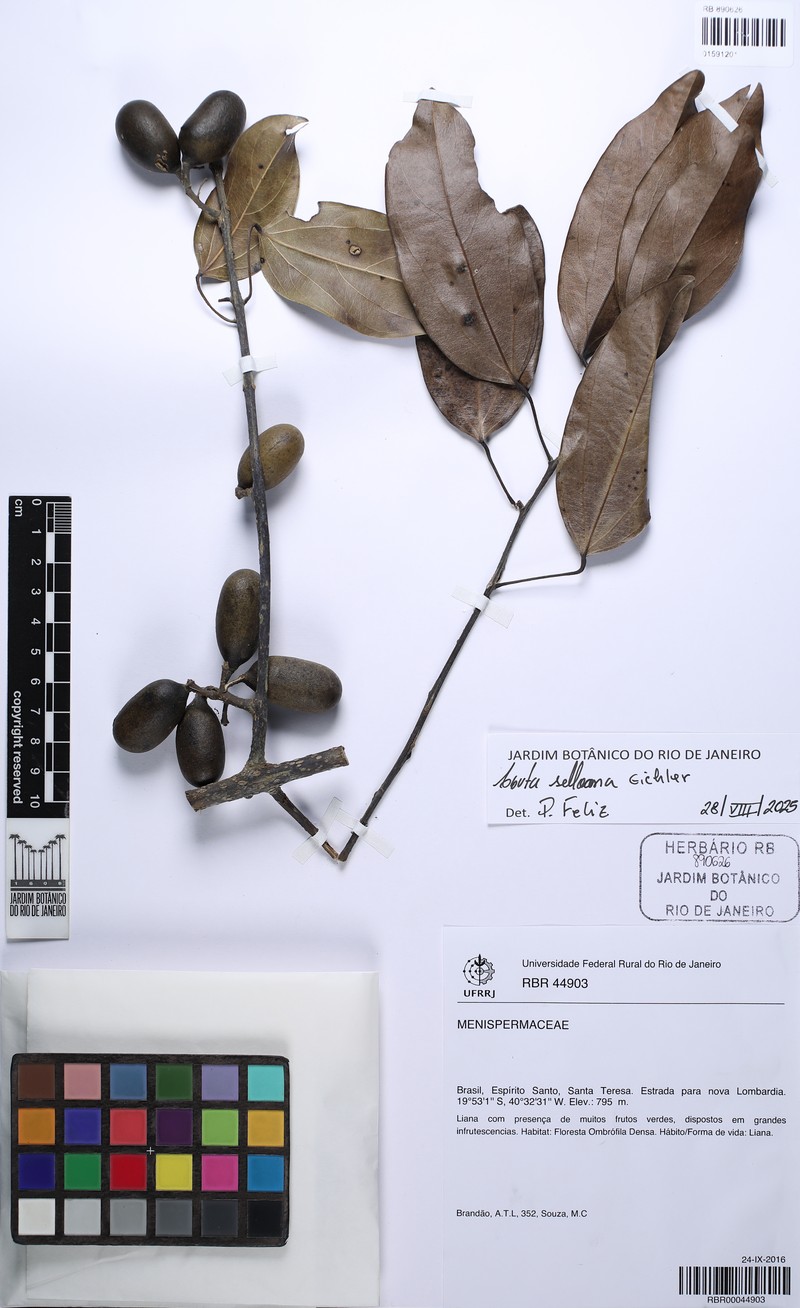 Abuta selloana photo 5