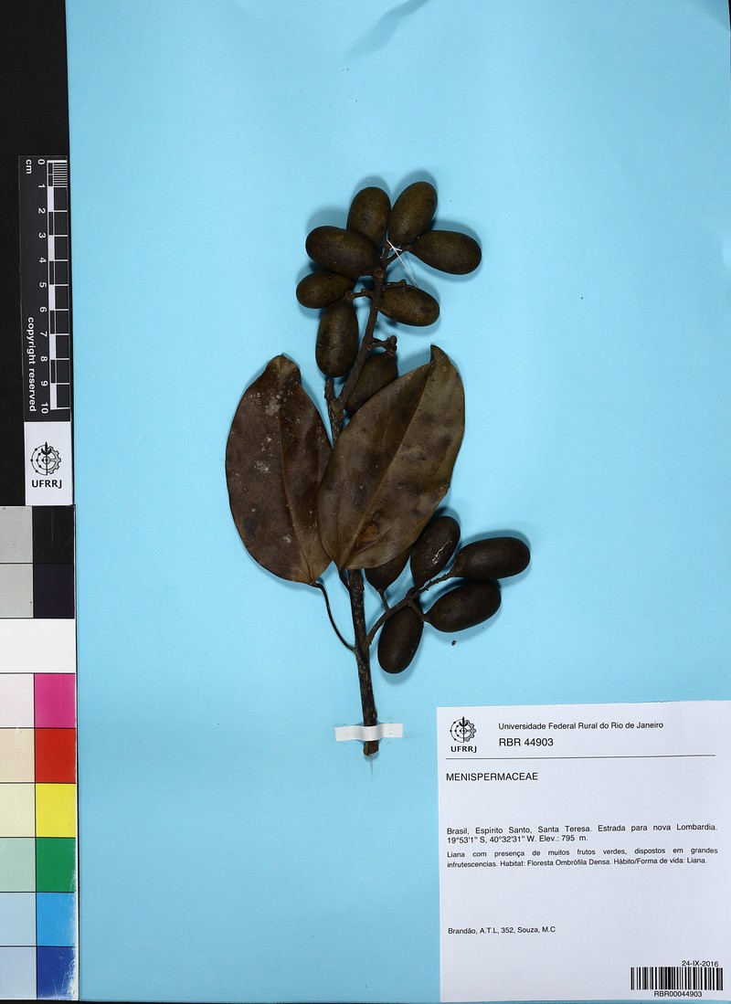 Abuta selloana photo 6