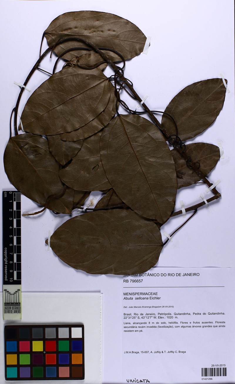 Abuta selloana photo 7