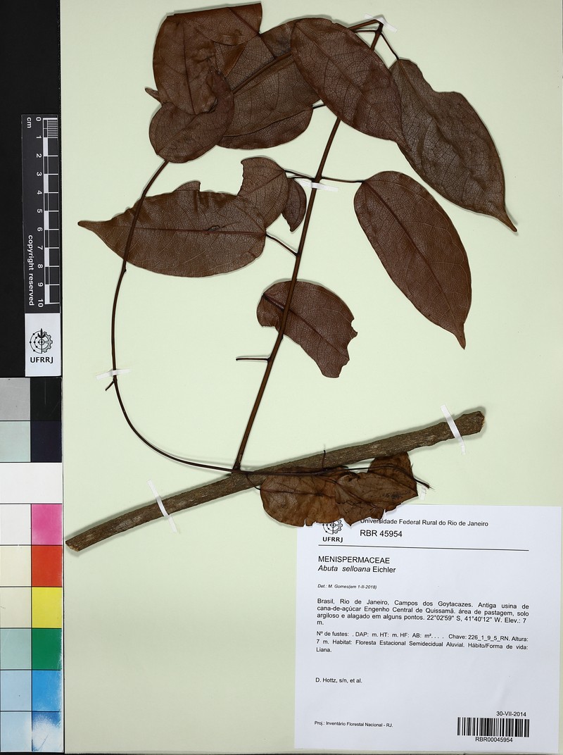 Abuta selloana photo 8