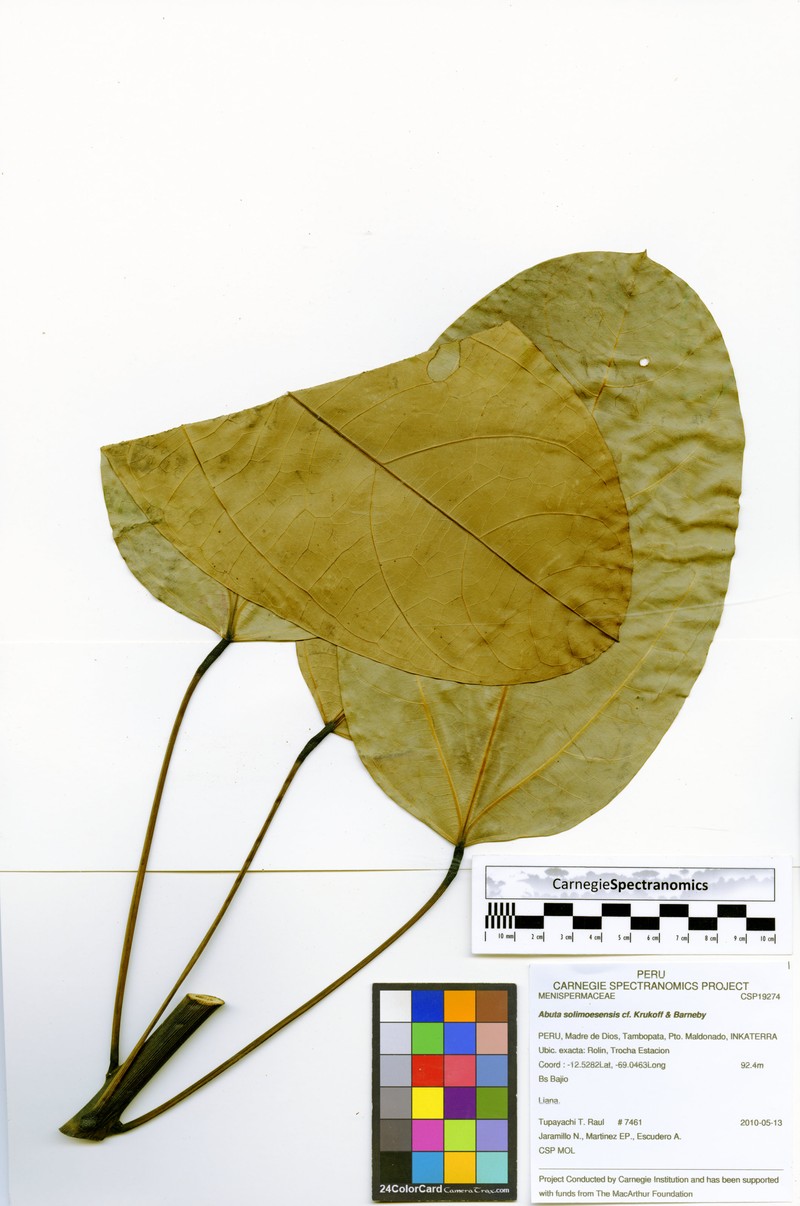 Abuta solimoesensis