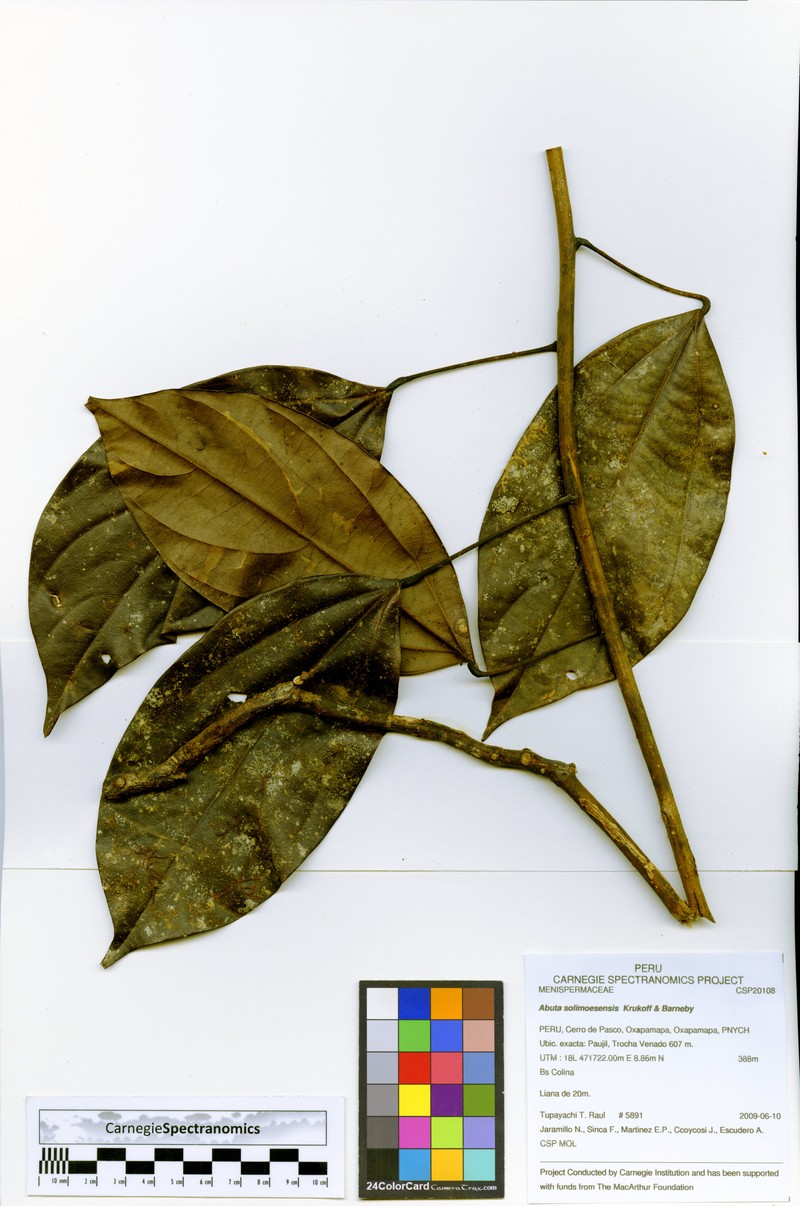Abuta solimoesensis photo 2