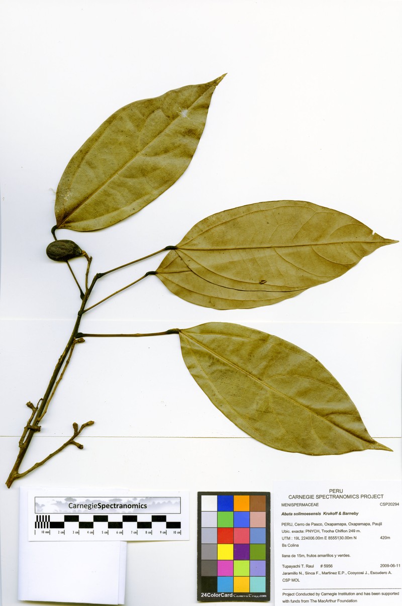 Abuta solimoesensis photo 3