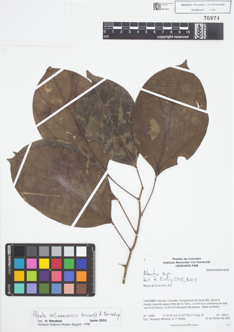 Abuta solimoesensis photo 4