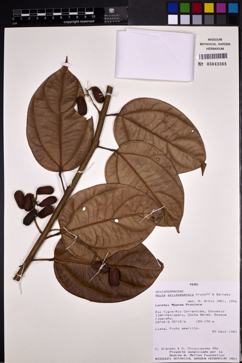 Abuta solimoesensis photo 5