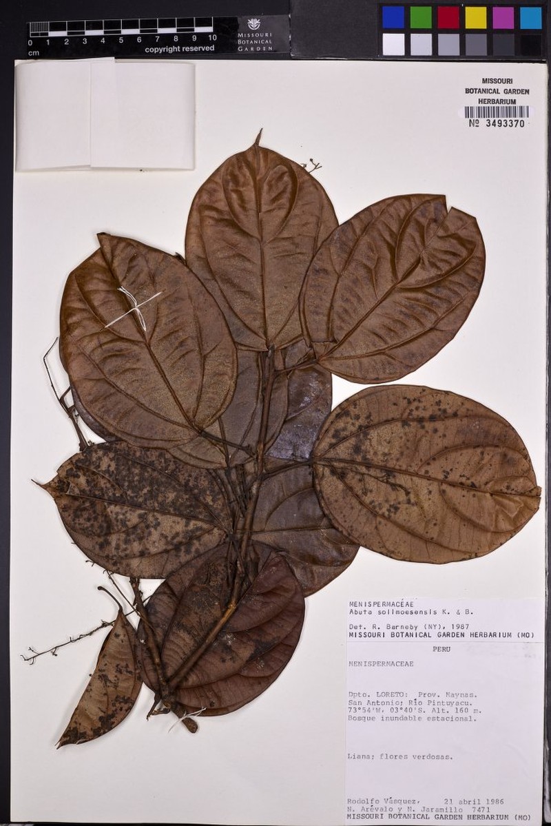 Abuta solimoesensis photo 6