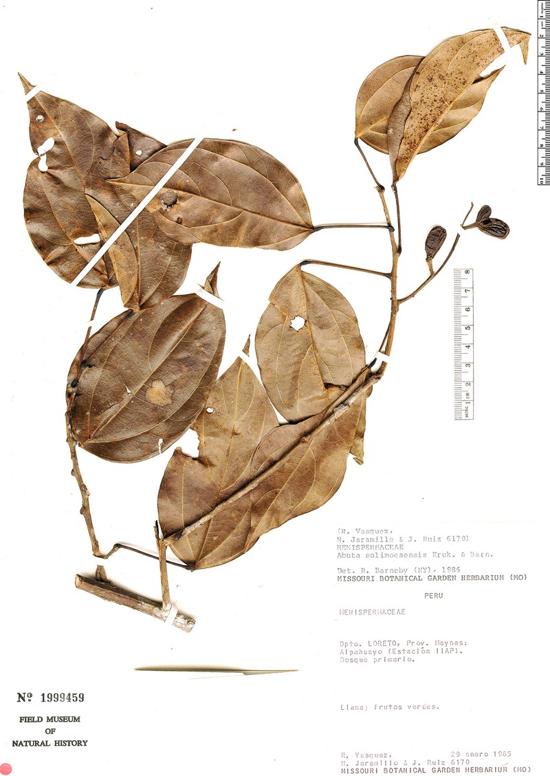 Abuta solimoesensis photo 7